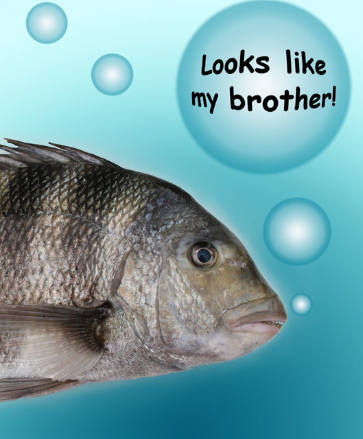 Looks Fishy