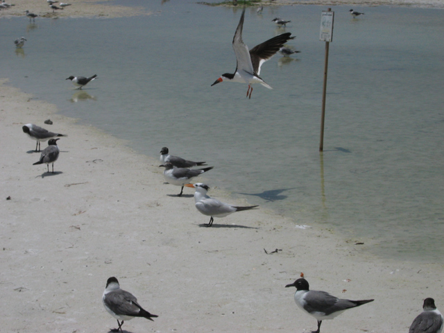 Anna-Maria-Birds.jpg