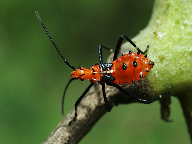 Leaf Footed Bug