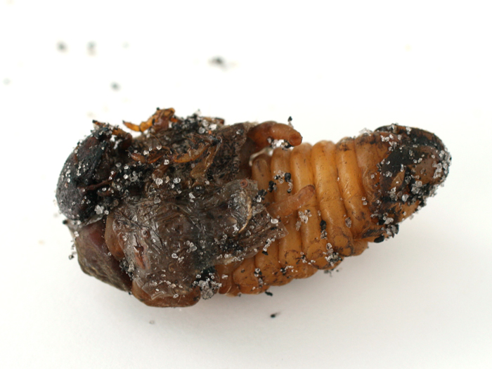George Foreman Jr. Pupae
