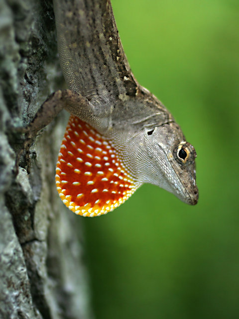 Cuban Anole