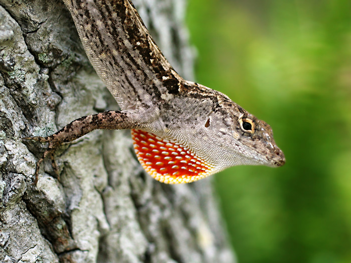 Cuban Anole Displaying