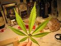 Ganja
