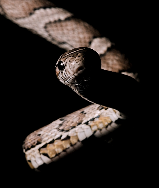 snake-07-small.jpg