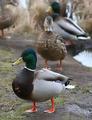 mallards.jpg