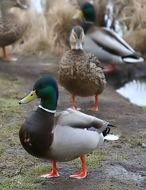 mallards.jpg