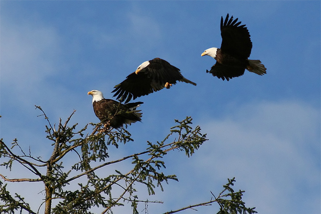 eaglelanding.jpg