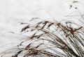 windsofspring.jpg