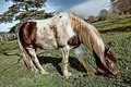 horse.jpg