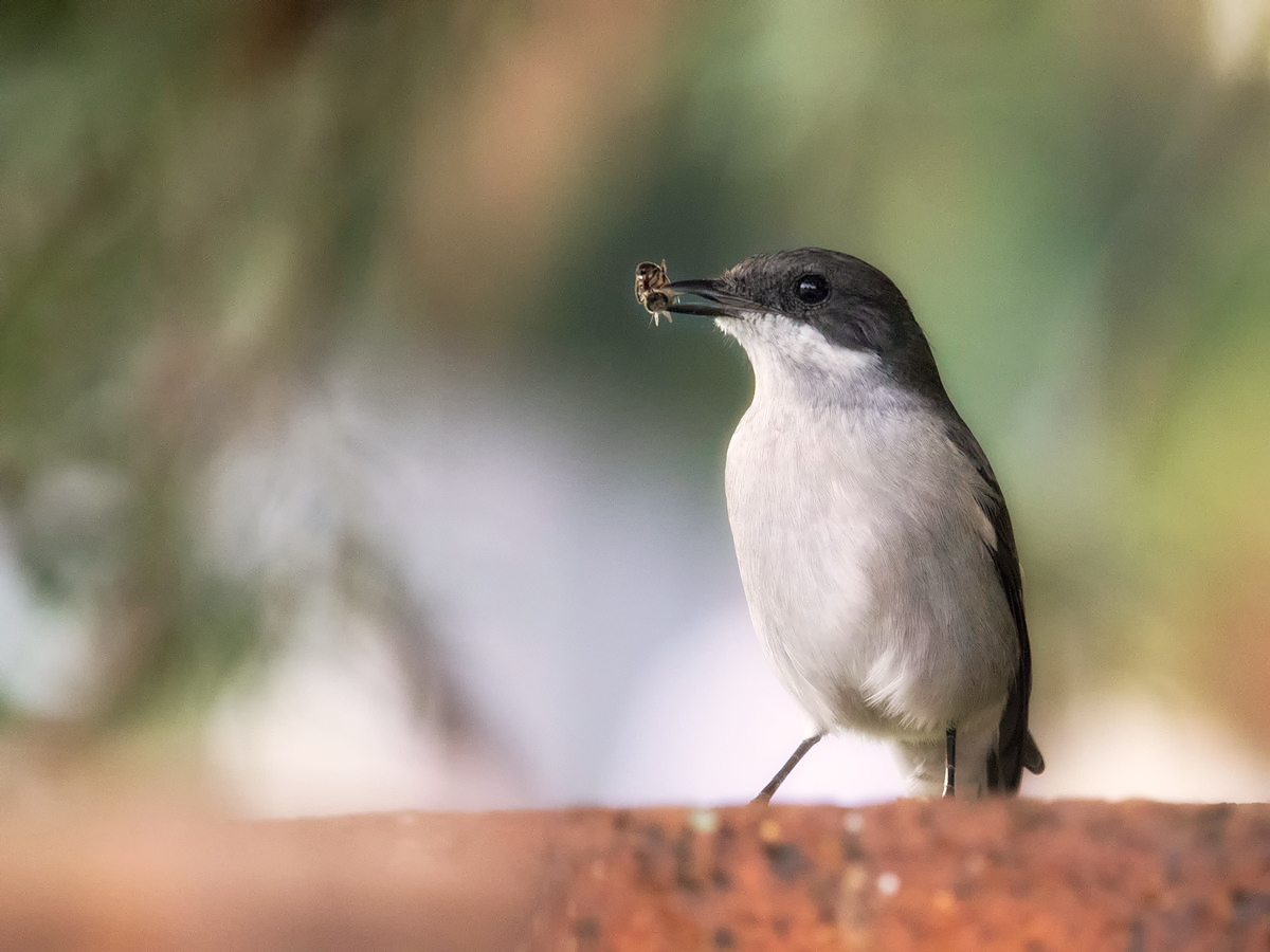 birdedit
