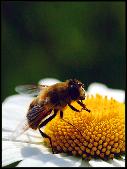Ready_for_lunch_by_alionic.jpg