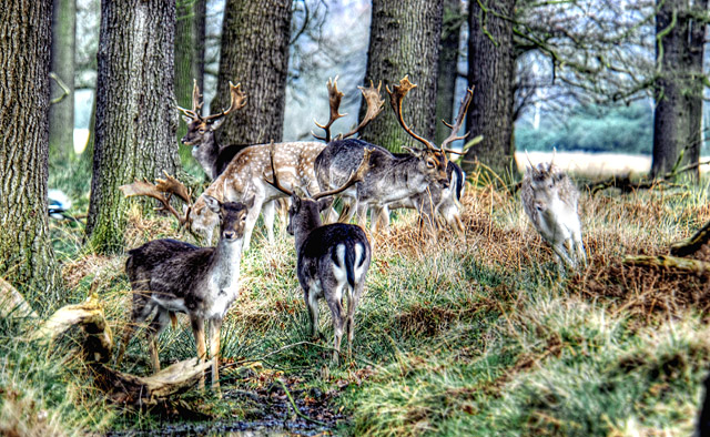 deers2.jpg