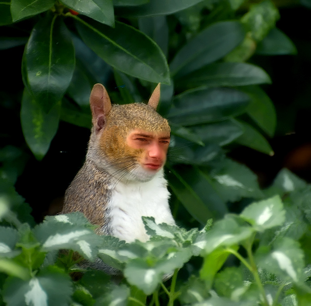 gloda.jpg