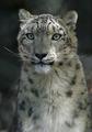 Snow Leopard