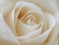 white Rose.jpg
