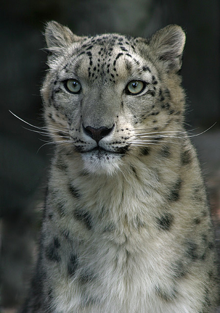 Snow Leopard