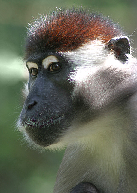 Monkey Business