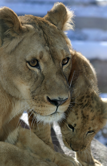 lion and cub.jpg