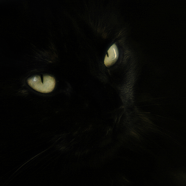 Sophie in black