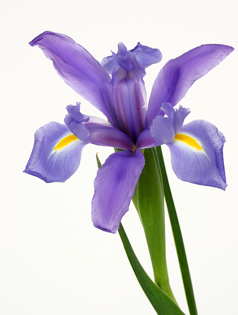 Purple Iris