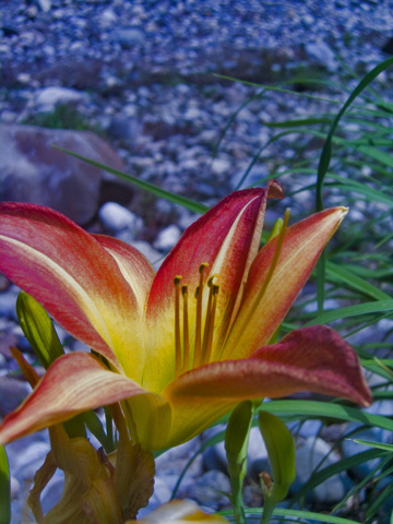 raking_flower.jpg