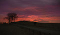 Tree Sunrise