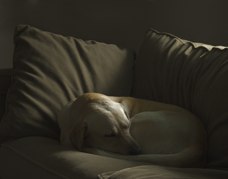The Watchman