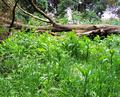 Felled Desire