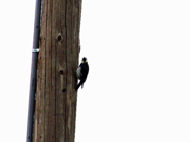 What, never seen a bird before?