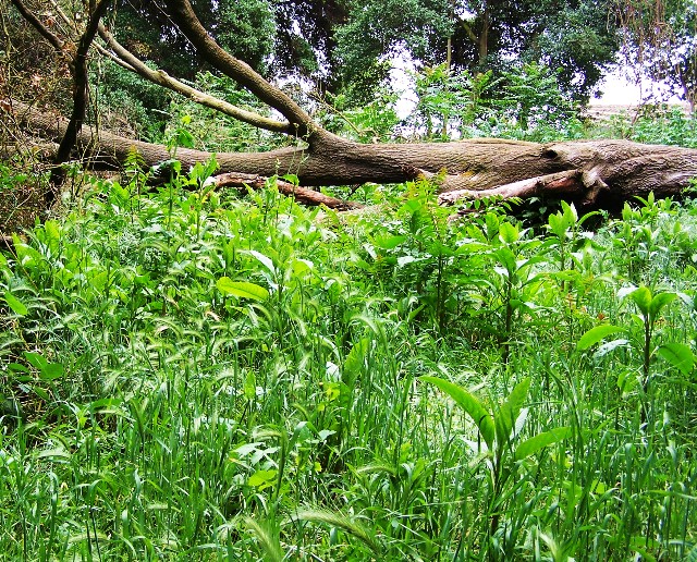 Felled Desire