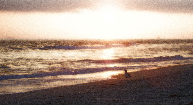 Surfside Glow