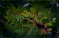 Green Acorn