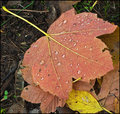 The autumn leaves