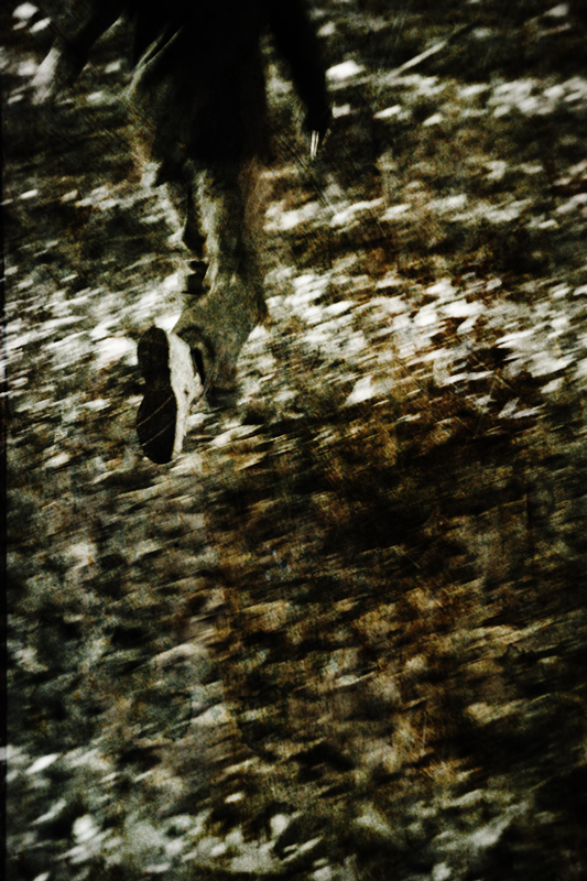 thru fallen leaves