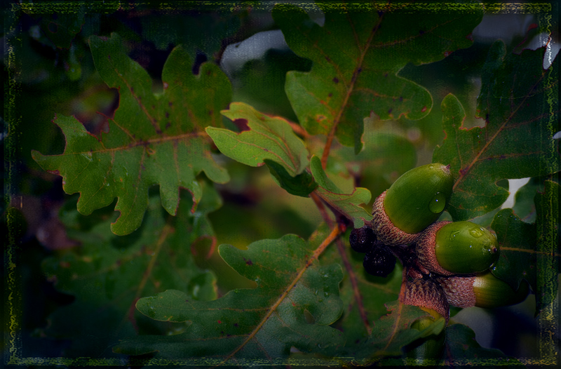 Green Acorn