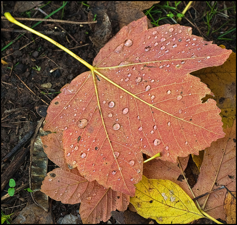 The autumn leaves