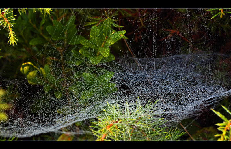 Web site