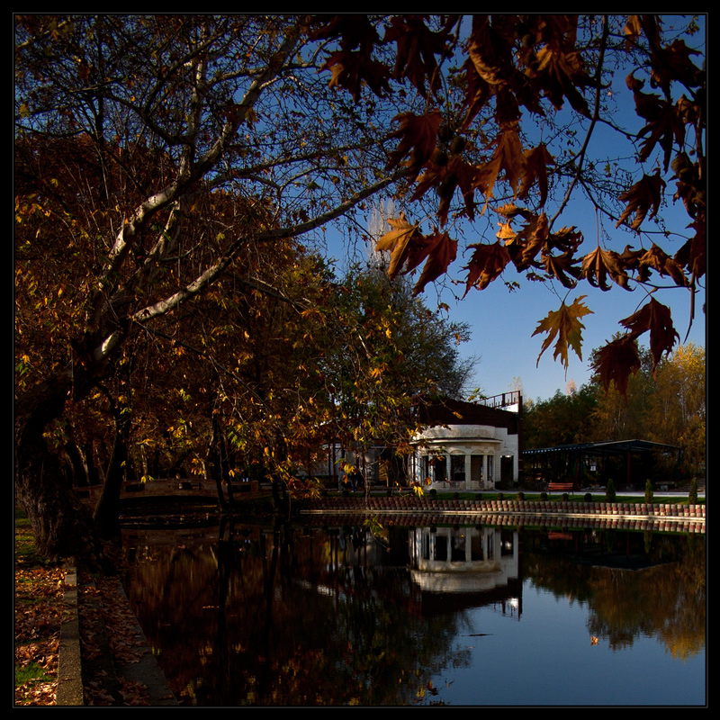 last leaves