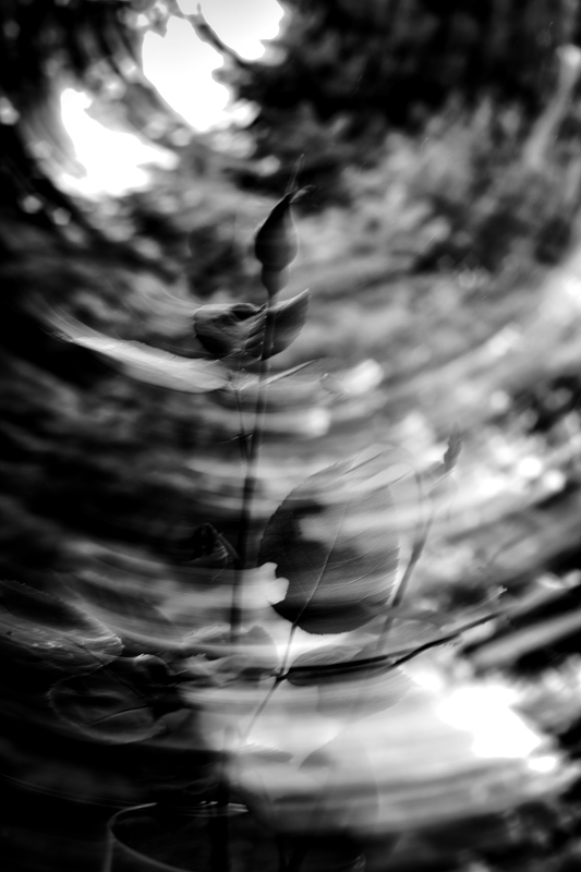 radial rose
