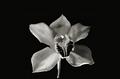 flower's form 40.jpg