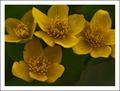 Cowslips