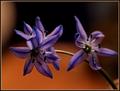 Spring Flowers II