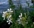 White Campion