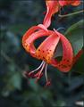 Turk'sCap