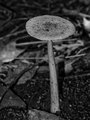 mushroom 2