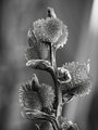 Breezeway Flower