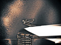 Day 16 1947 Cadillac