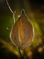 Milkweed