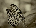 Paper Kite