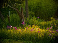 Wild River Garden